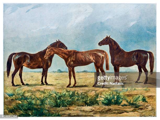 horses - horse pictures stock illustrations