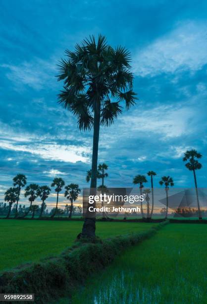 palms trees on the rice field in chau doc, vietnam - chau doc stock pictures, royalty-free photos & images