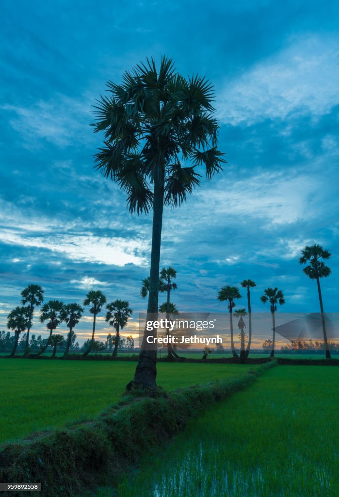 Palms trees on the rice field in Chau Doc, Vietnam