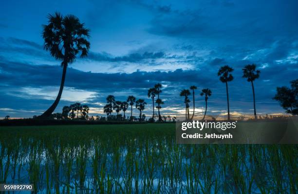 palms trees on the rice field in chau doc, vietnam - chau doc stock pictures, royalty-free photos & images