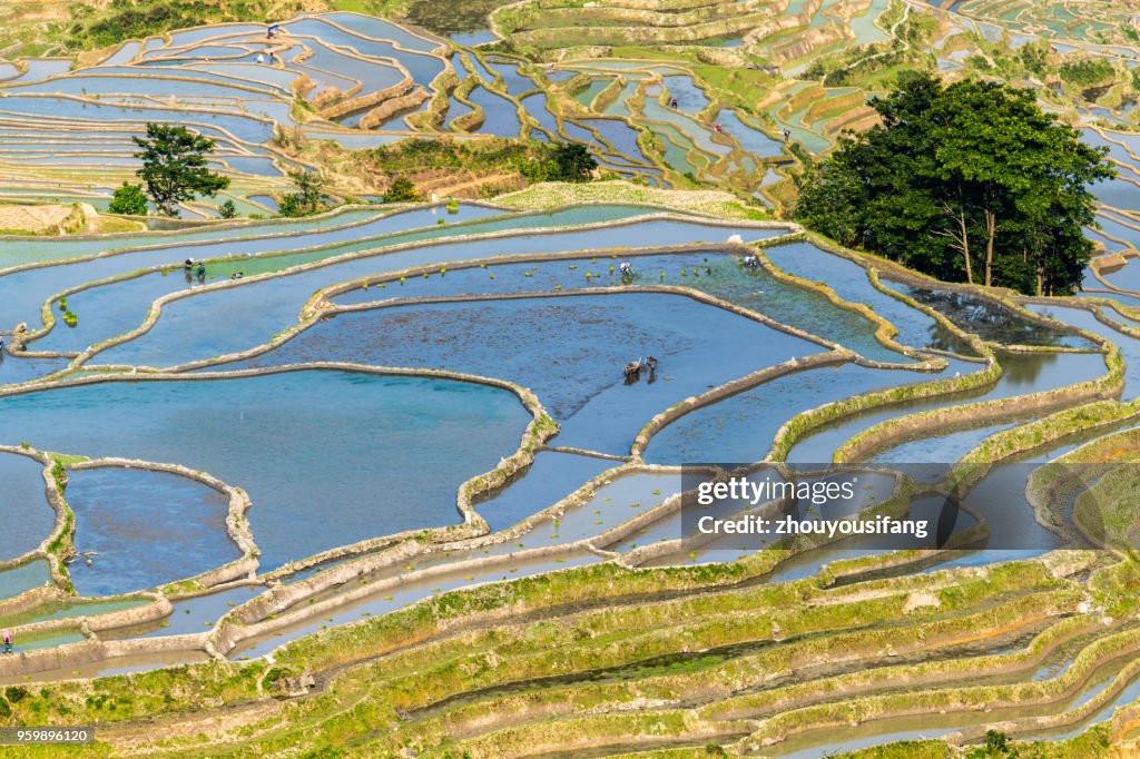 The terraced fields of spring and the people working in the terraced fields