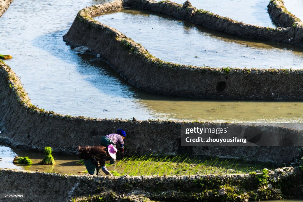 The terraced fields of spring and the people working in the terraced fields