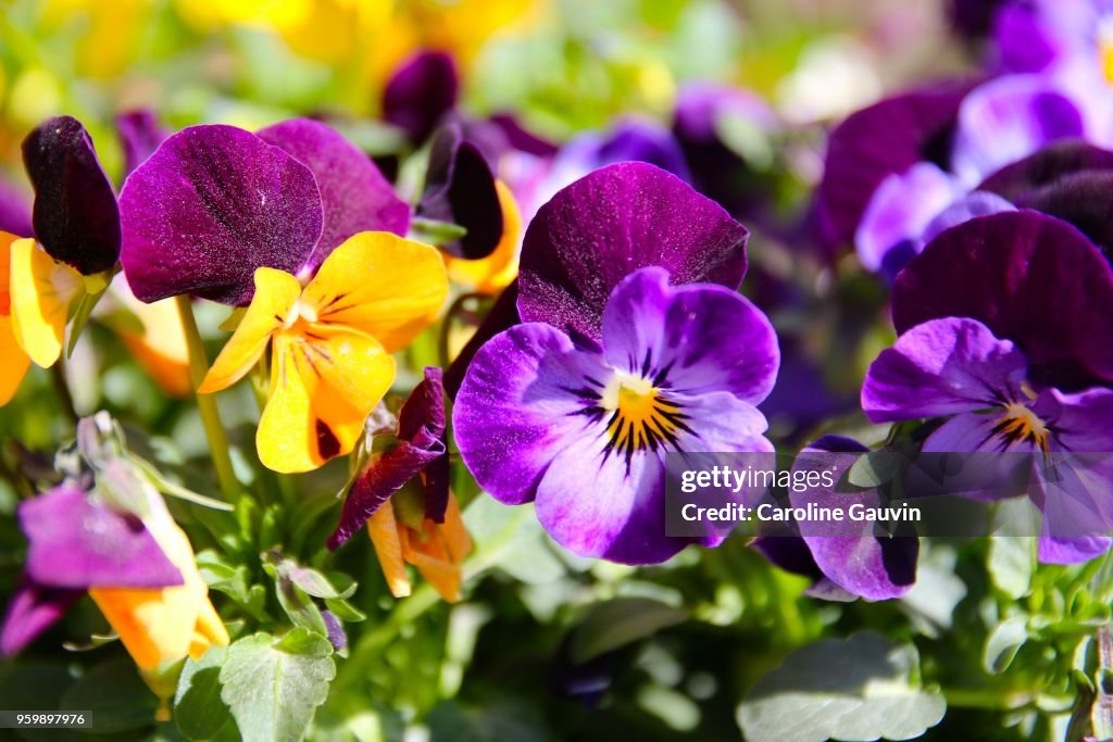 The pansies