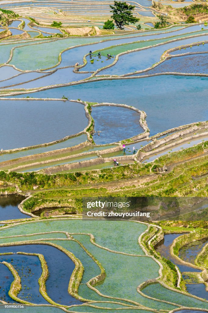 The terraced fields of spring and the people working in the terraced fields