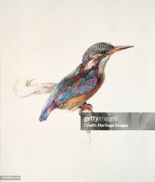 Study of a Kingfisher, with dominant Reference to Colour, probably October 1871. Dimensions: 25.8 x 21.8cmArtist John Ruskin.