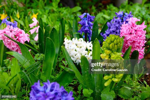 the hyacinths - hyacinth stock pictures, royalty-free photos & images
