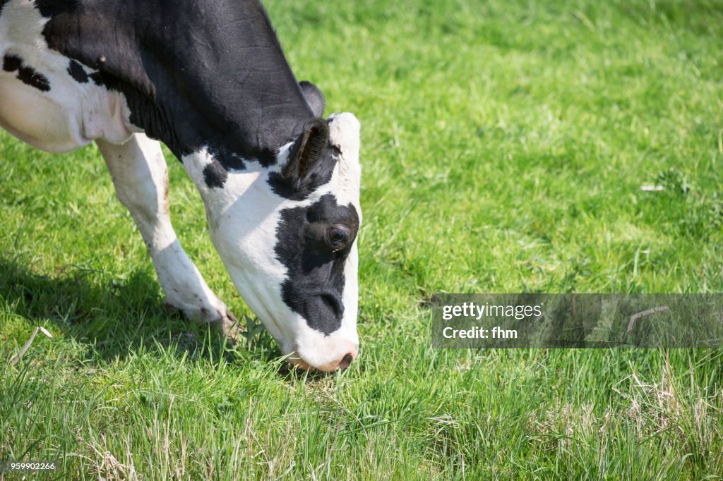 Grazing cow