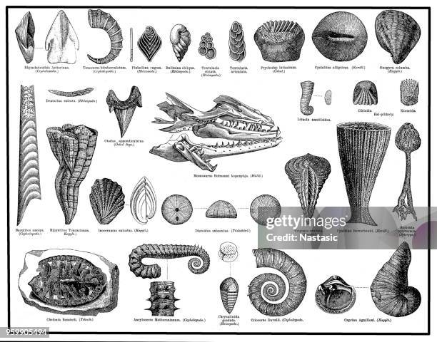 cretaceous fossils - river turtle stock illustrations