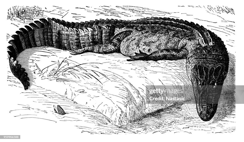 Lagarto es un cocodrilo de alligatorid perteneciente a la subfamilia Caimaninae