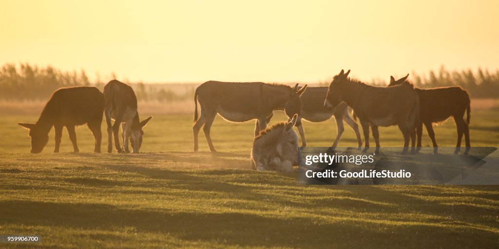 Herd of donkeys