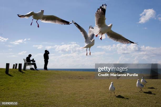 a man and a woman with a flask with gulls flying overhead - sea bird stock pictures, royalty-free photos & images
