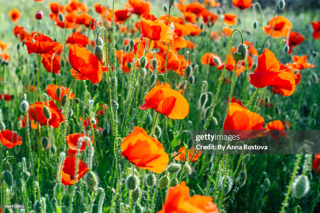 Bright red poppies sunlit