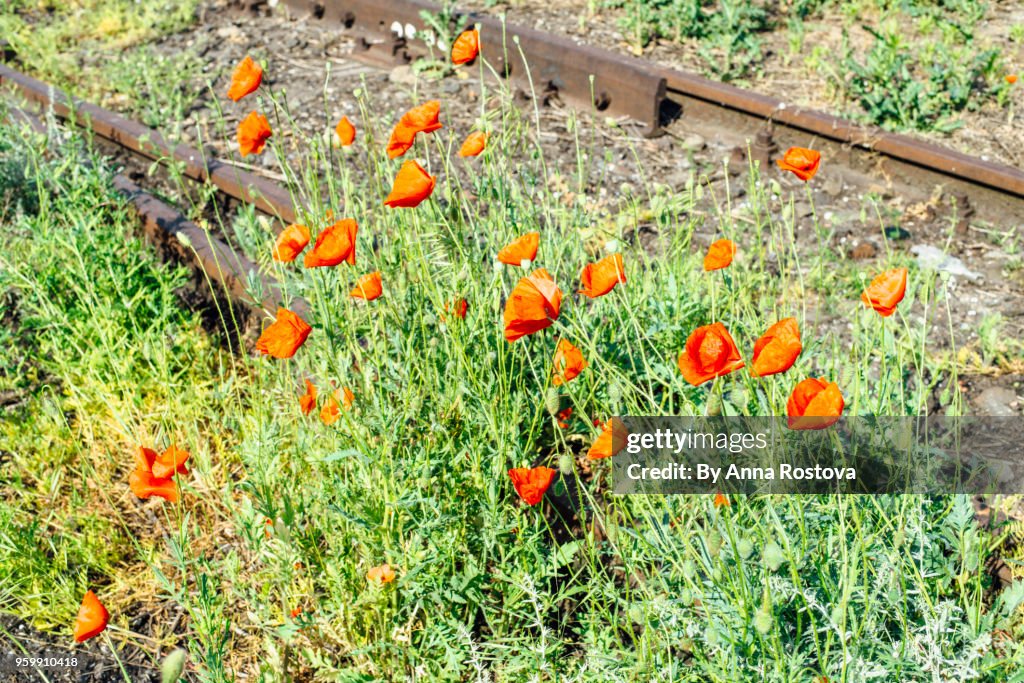 Abandoned railroad with wild poppies growing in summer