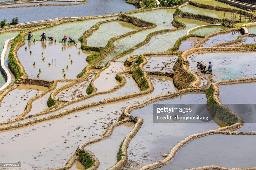 The terraced fields of spring and the people working in the terraced fields