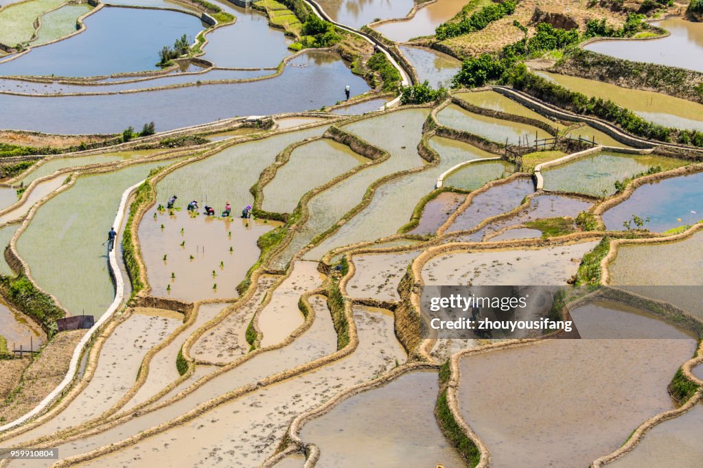 The terraced fields of spring and the people working in the terraced fields