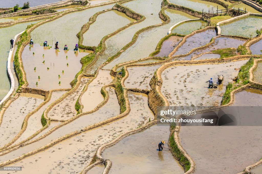 The terraced fields of spring and the people working in the terraced fields