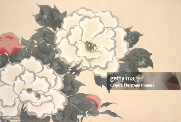 Fukami-Gusa, from Momoyo-gusa The World of Things Vol I, pub.1909 colour block woodcut. Peonies; )