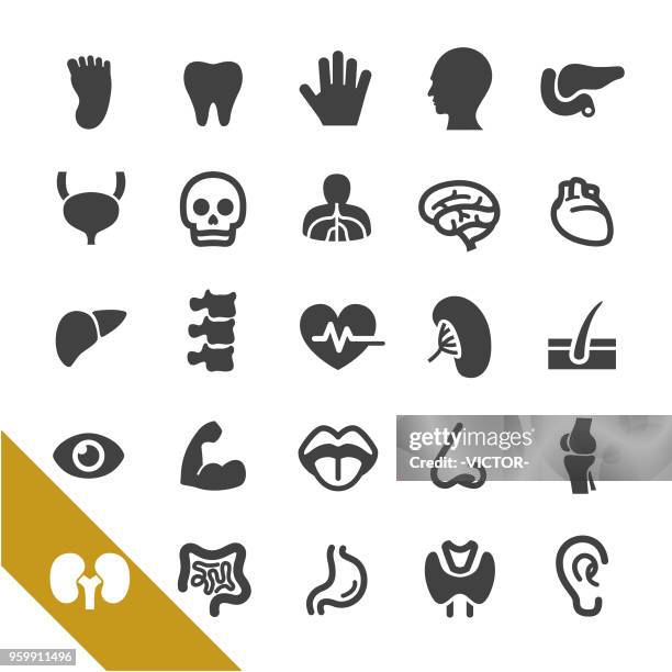 menschliche anatomie icons - select serie - menschliche bauchspeicheldrüse stock-grafiken, -clipart, -cartoons und -symbole