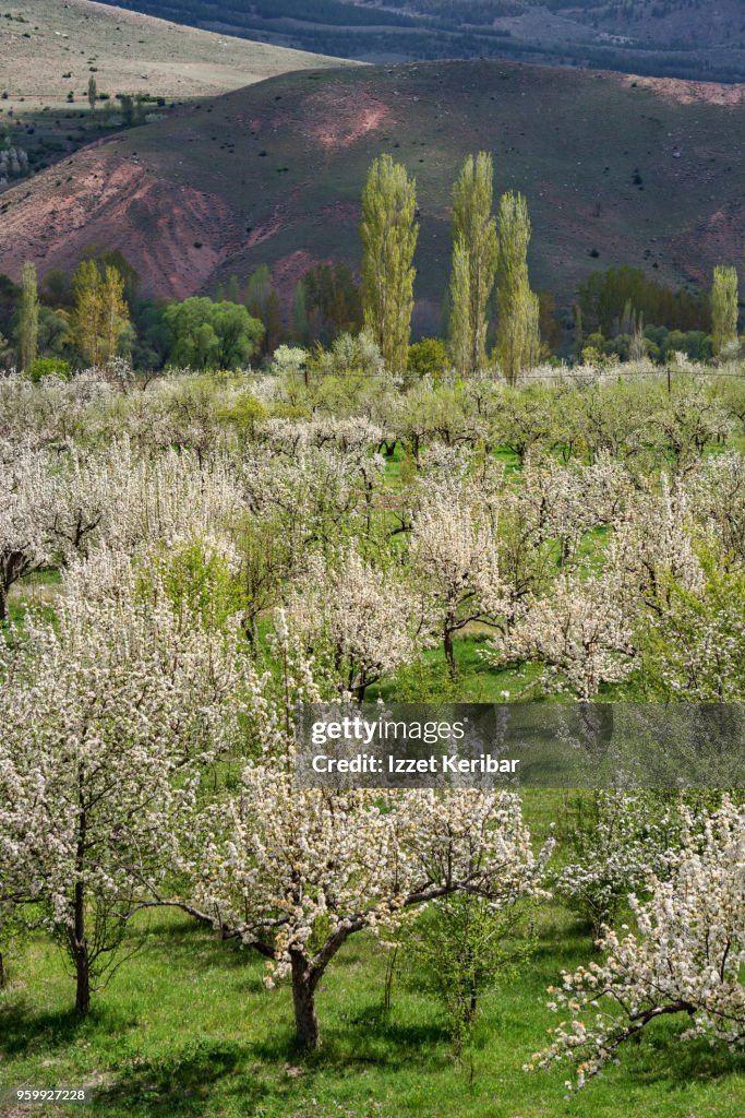 Cheery trees blossoming at springtime, southern Turkey