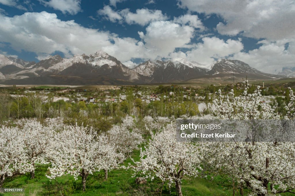 Cherry trees blossoming at springtime, southern Turkey,