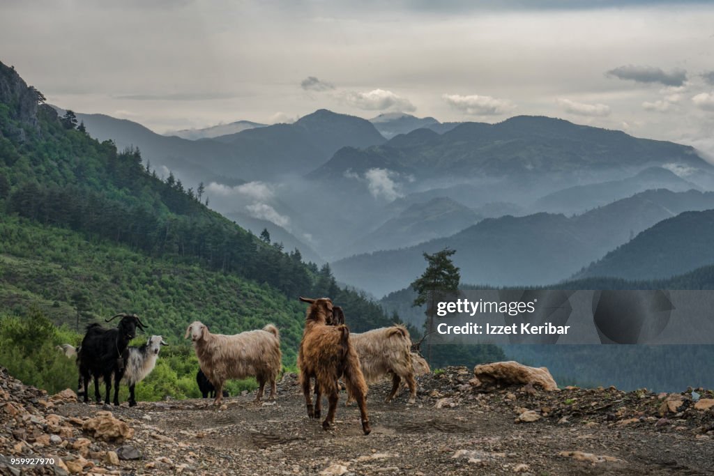 Small goat herd in Taurus moutains, southern Turkey