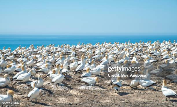 the australian gannet birds colony at cape kidnappers in hawke's bay region of new zealand. - cape kidnappers fotografías e imágenes de stock