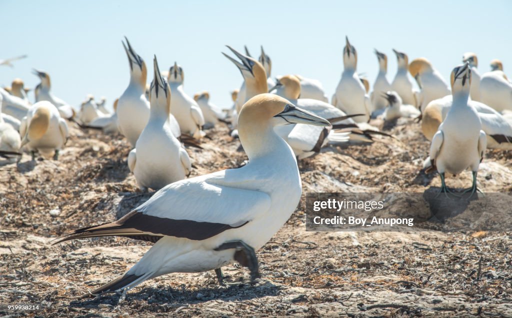 The Australian gannet birds colony at Cape Kidnappers in Hawke's Bay region of New Zealand.