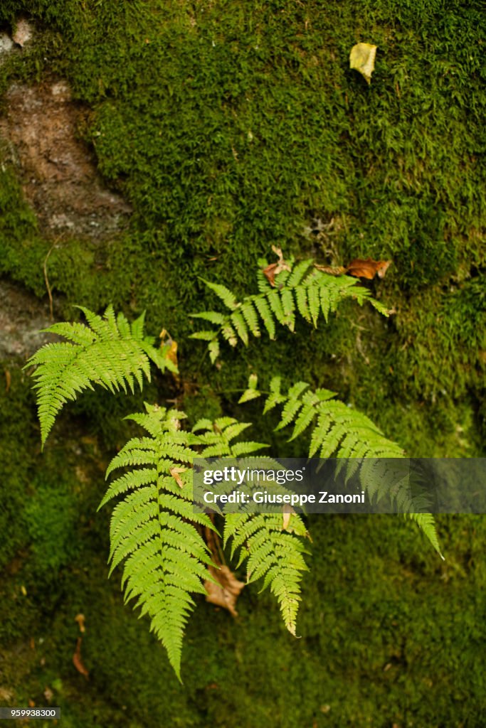 Fern and moss in the forest