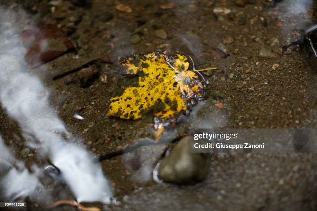 Yellow leaf in water