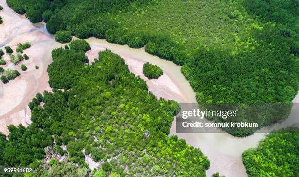 river with sand barrier in mangrove forest at ebb tide time - ebb tide stock pictures, royalty-free photos & images