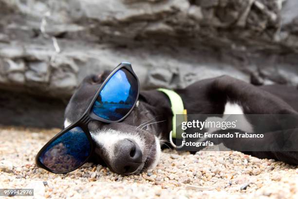 dog with sunglasses on the beach - miope and humor fotografías e imágenes de stock