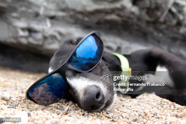 dog with sunglasses on the beach - miope and humor fotografías e imágenes de stock