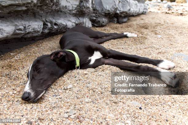 dog on the beach - perros abandonados fotografías e imágenes de stock