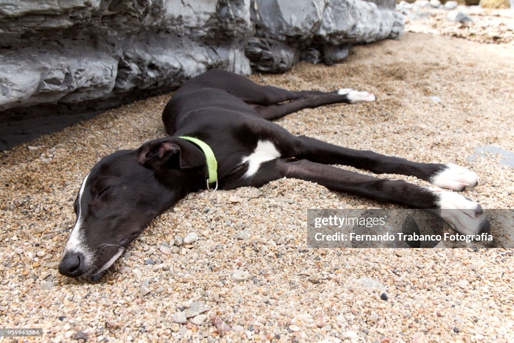 Dog on the beach