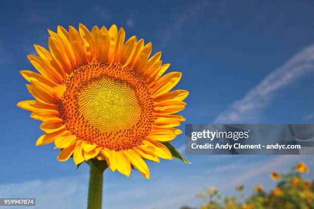 sunflower - andy clement stock pictures, royalty-free photos & images