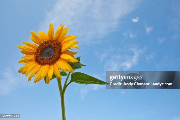 single sunflower - andy clement stock pictures, royalty-free photos & images