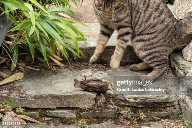 domestic tabby cat playing with dead bird - birds of prey a night of music and mayhem in harleywood stockfoto's en -beelden