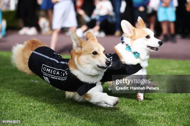 Corgis race during the Royal Corgi Classic on May 19, 2018 in Auckland, New Zealand. Corgis from around the country took part in the races, part of...