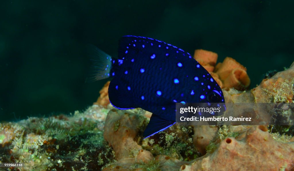 Yellowtail Damselfish.