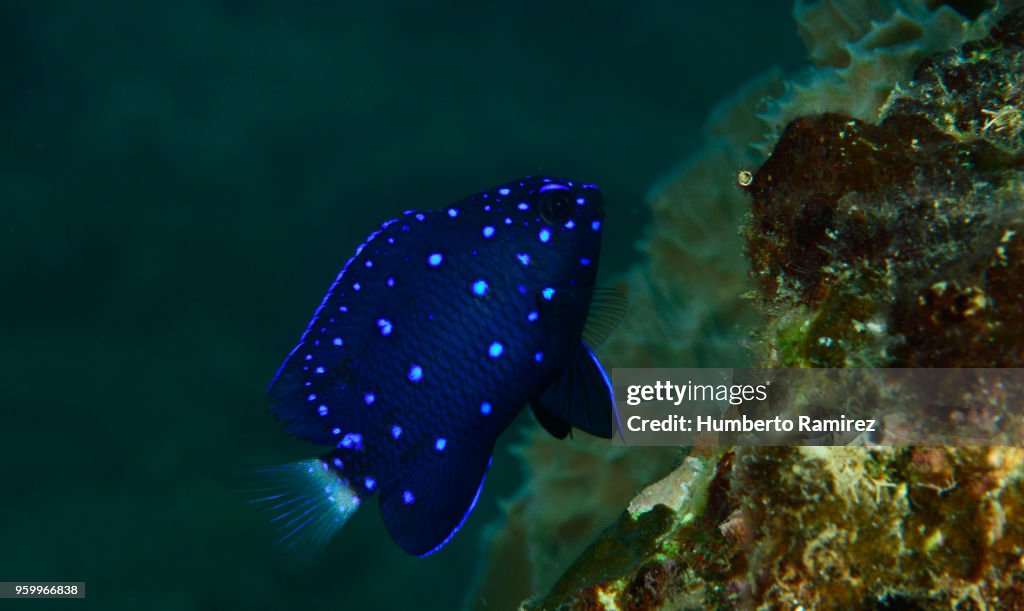 Yellowtail Damselfish.