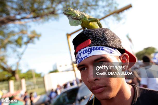 Student carries an iguana on his head, during a march marking a month since the beginning of protests against the government in Managua on May 18,...