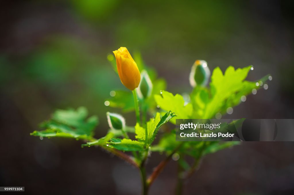 Woodland Poppy (Stylophorum diphyllum)