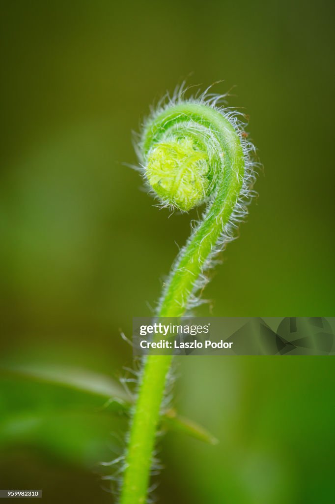 Hay-scented Fern frond