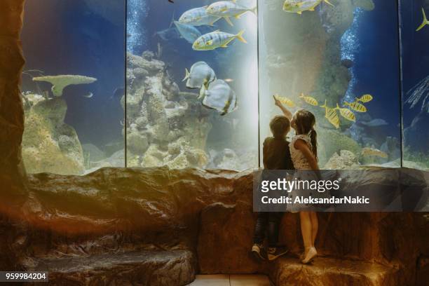 kids discovering underwater world - people at aquarium stock pictures, royalty-free photos & images