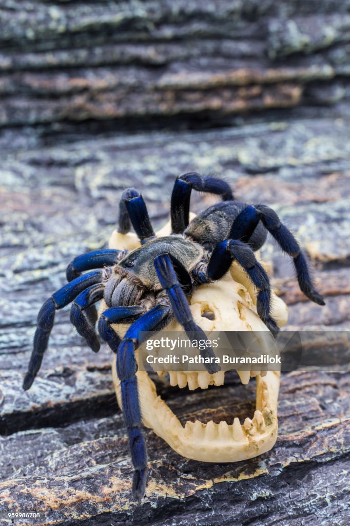 Closed up of adult Tarantula