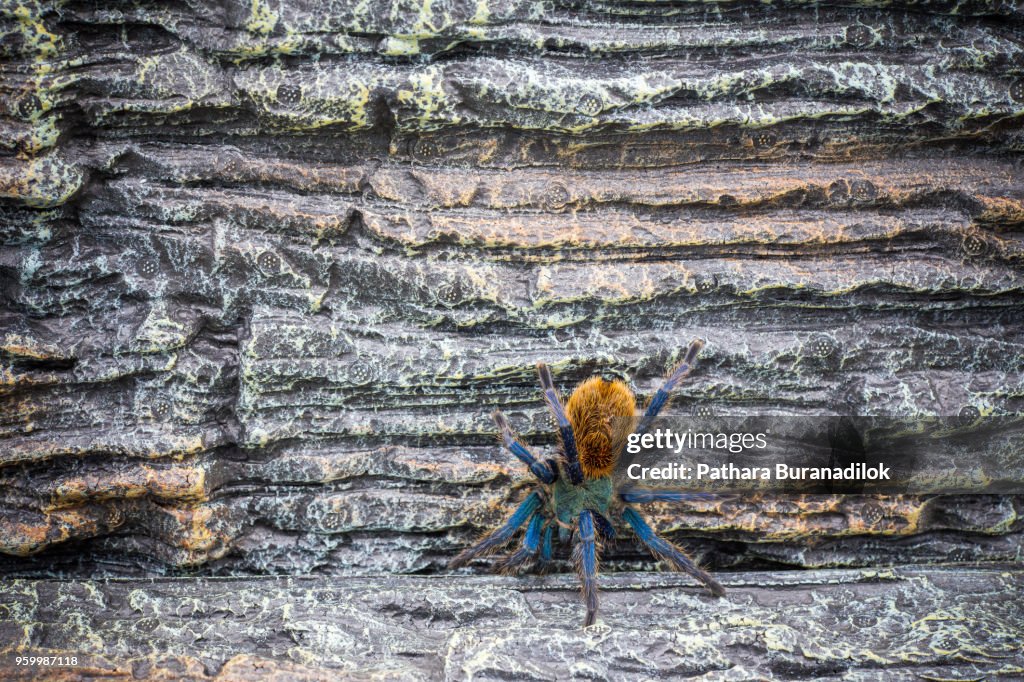 Closed up of adult Tarantula