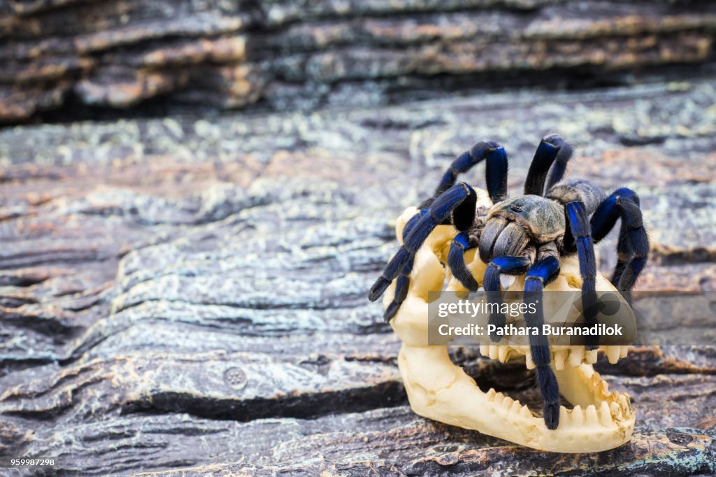 Closed up of adult Tarantula