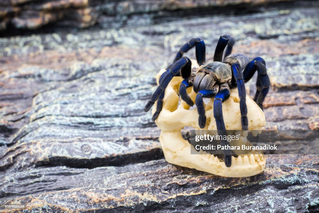 Closed up of adult Tarantula