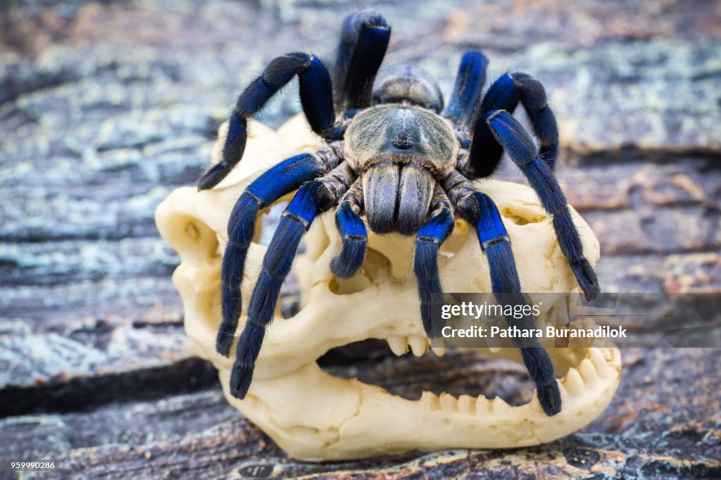 Closed up of adult Tarantula