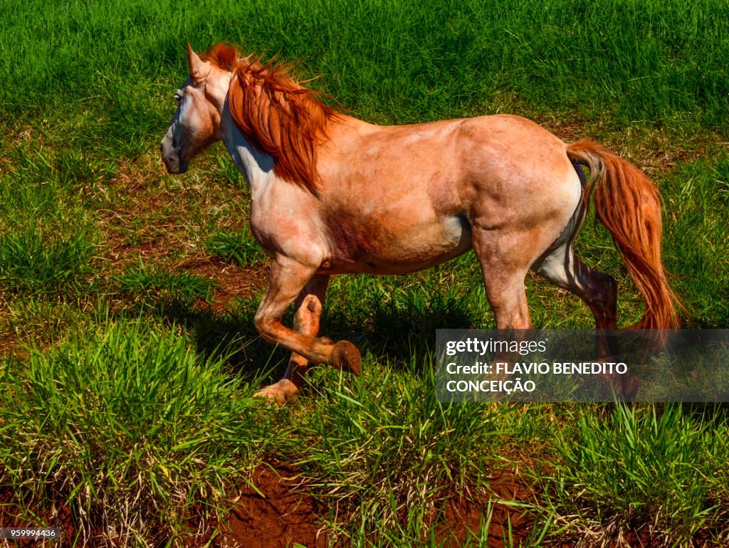 Horse grazing used in a study on the farm